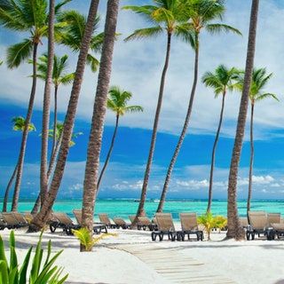 La imagen puede contener silla y árbol de muebles tropicales de planta de verano