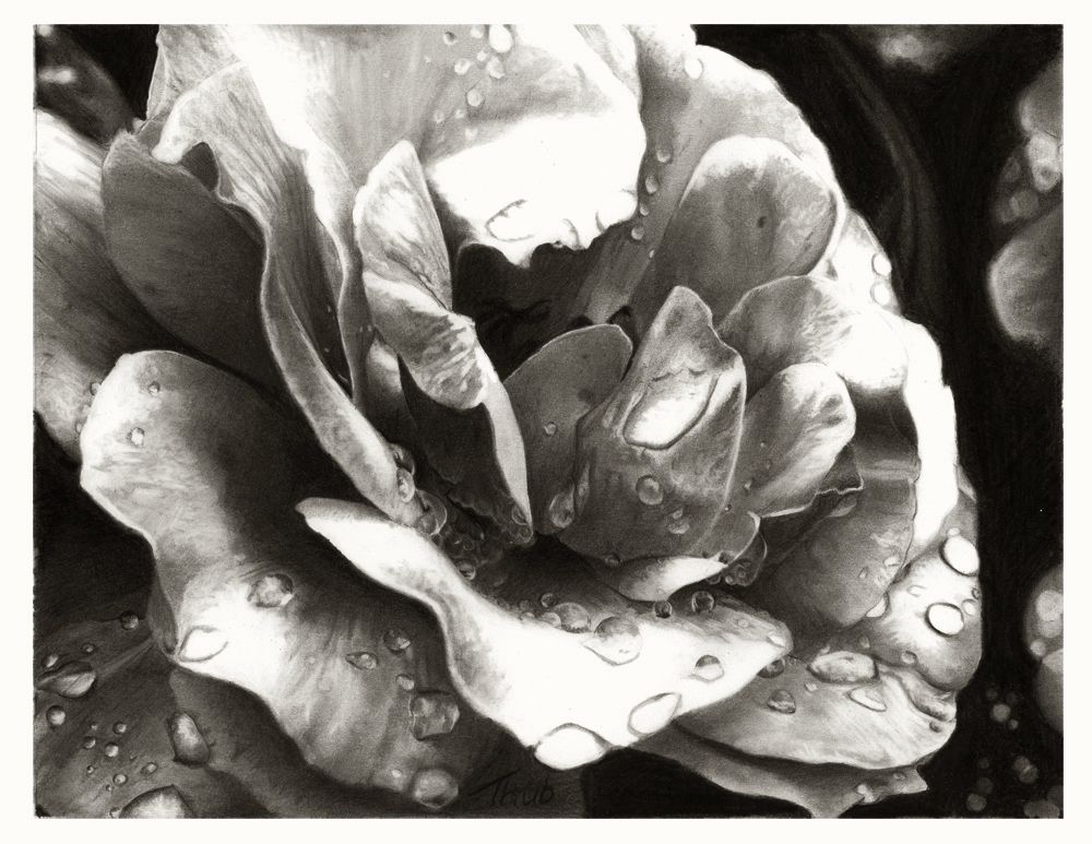 Rosa de la mañana