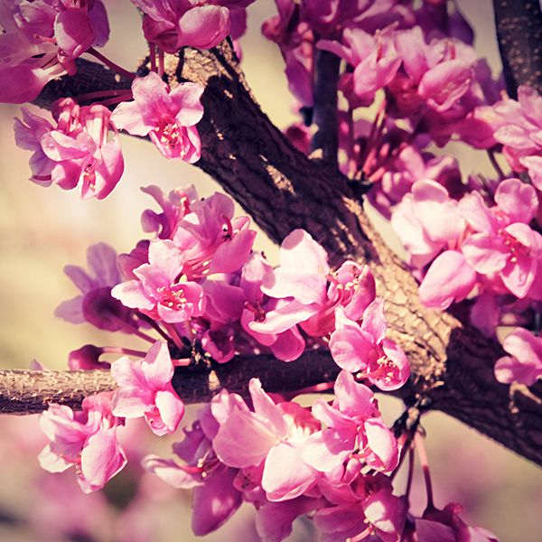 link-14-spring_flowers_wallpaper_by_venomxbaby-d3dbst7