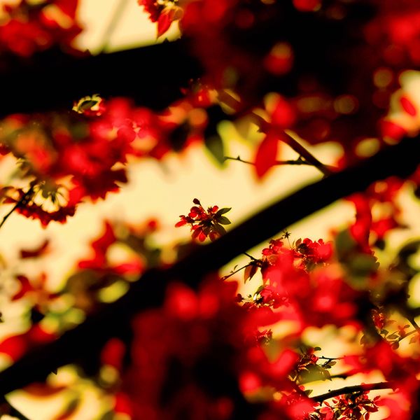 länk-16-Spring_Wallpaper_by_DeXX83