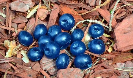 La imagen puede contener arándanos y hongos de alimentos de frutas de plantas