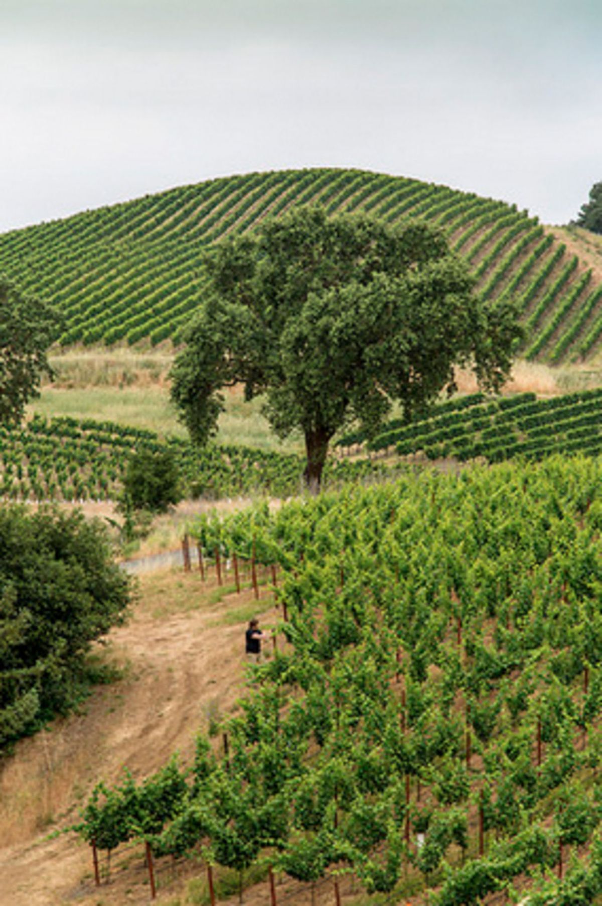 La imagen puede contener Naturaleza Al aire libre Granja Rural Viñedo y campo