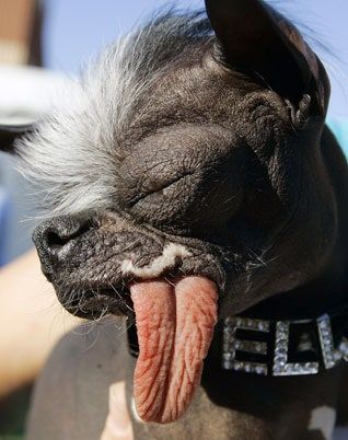 La imagen puede contener animal, mascota, mamífero, canino y perro