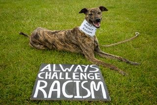 Un signo de perros contra el racismo en Folkestone, Inglaterra, Reino Unido.