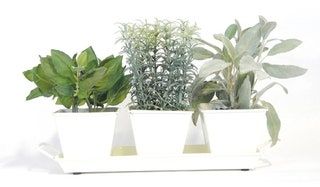 Deze afbeelding kan plantenvaas aardewerk potplanten pot blad en plantenbak bevatten