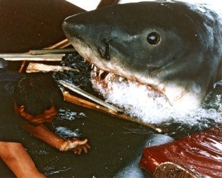 La imagen puede contener una persona humana, un animal y un pez