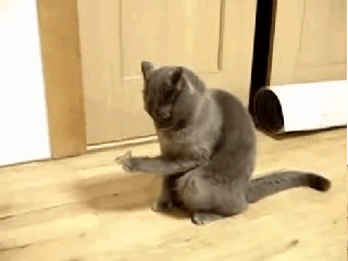 Bild könnte Tier Katze Säugetier und Haustier enthalten