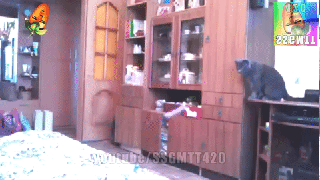 Bild könnte Möbelschrank Tier Katze Säugetier und Haustier enthalten