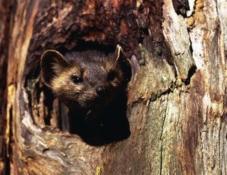 La imagen puede contener animales, mamíferos y vida silvestre