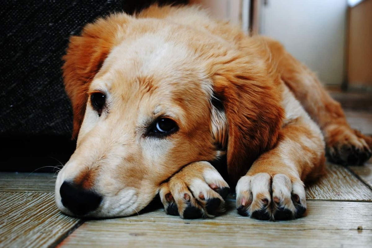 Frases De Perros Hermosos