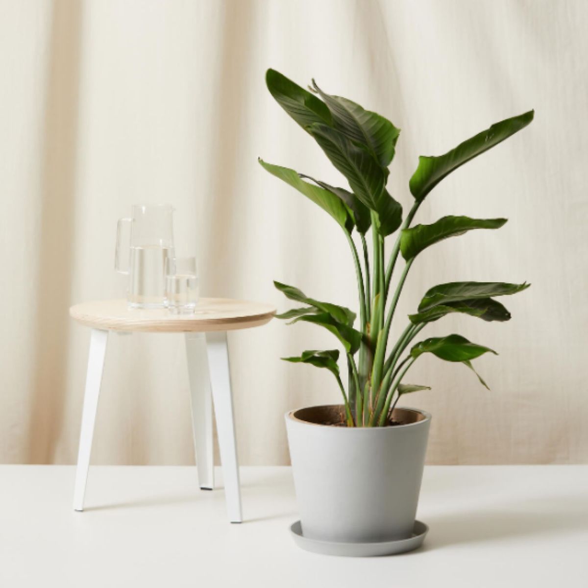 Planta de ave del paraíso en maceta gris claro