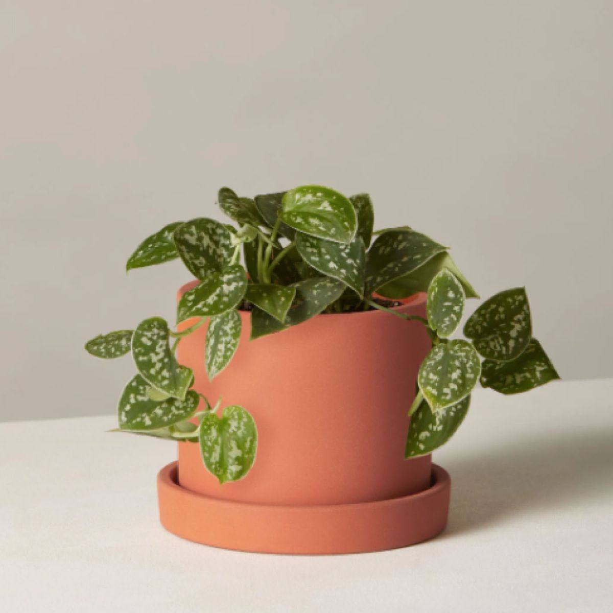 planta en maceta de terracota