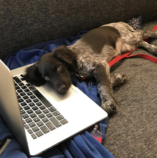 La imagen puede contener Electrónica Computadora Pc Computadora portátil Muebles Sofá Animal Perro Mamífero Mascota Canino y teclado