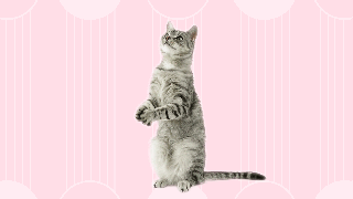 Suministros para mascotas para comprar cuando se aleja socialmente durante el coronavirus según los veterinarios