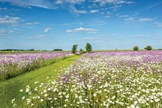 Esta imagen puede contener campo pradera al aire libre naturaleza planta campo pradera granja rural flor y flor