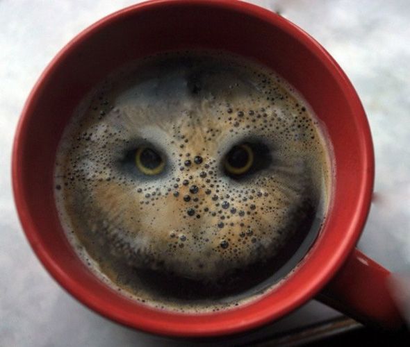 ¡Hay un búho en mi café!