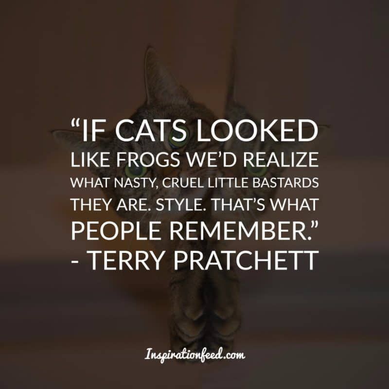 Citas De Gato