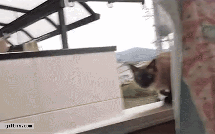 Kuva saattaa sisältää Animal Mammal Cat Pet ja siamilaisia