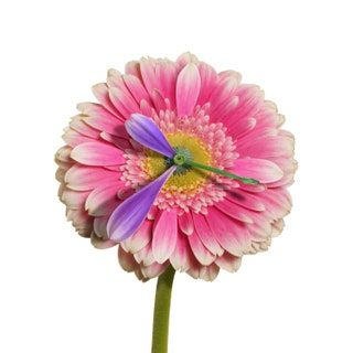 La imagen puede contener Flor de la planta Dahlia Blossom Daisy and Daisies