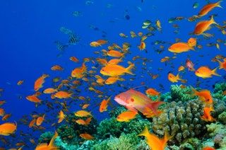 La imagen puede contener Océano Mar Agua Aire libre Naturaleza Animal Peces Arrecife Vida marina Arrecife de coral y Acuático
