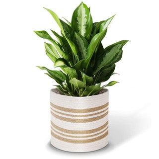 La imagen puede contener Planta de cerámica Jarrón Planta en maceta Tarro Plantador Hierbas y hojas
