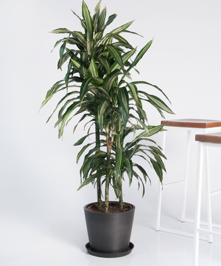 planta alta en maceta
