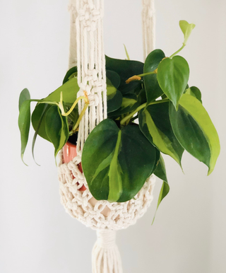 Philodendron Brasil en macramé colgante