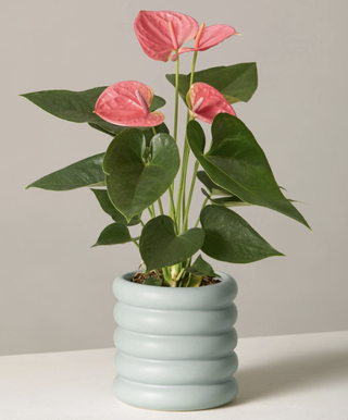 planta en maceta en florero verde