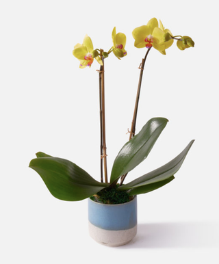 orquídea en maceta