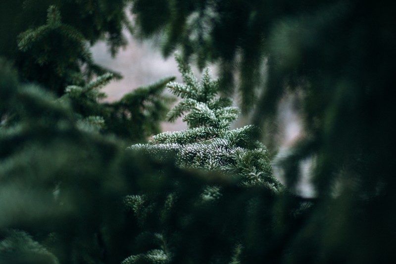 Fondos De Navidad