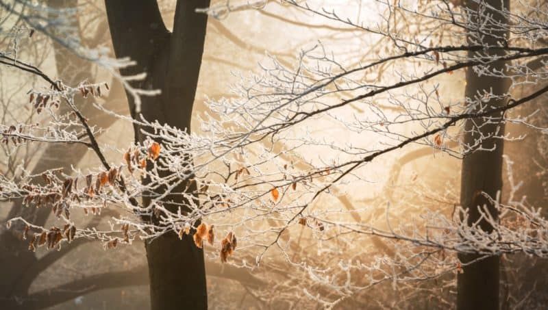 Fondos de invierno