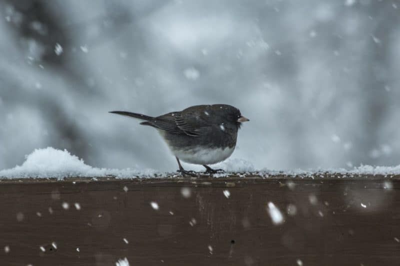Fondos de invierno