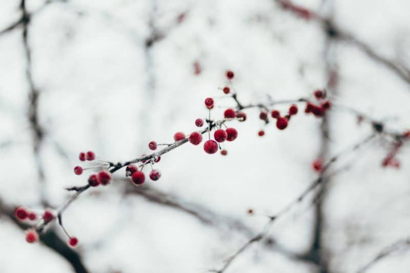 Fondos de invierno