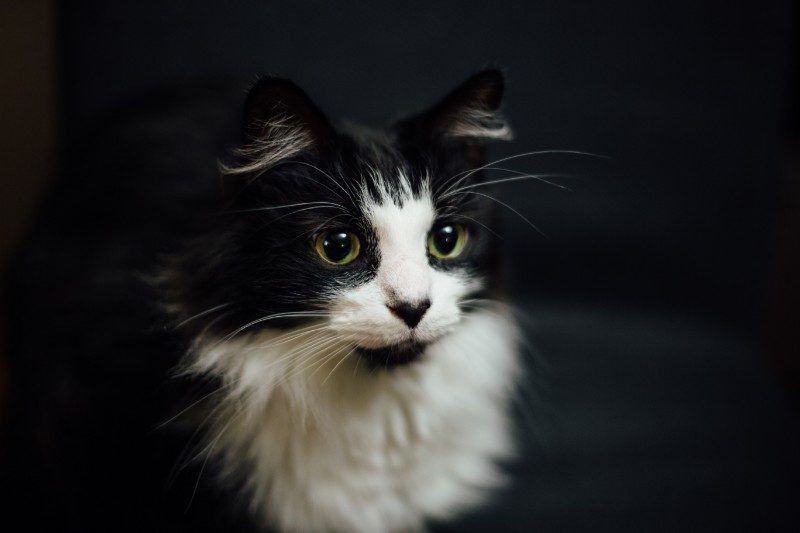 Fondos De Gato