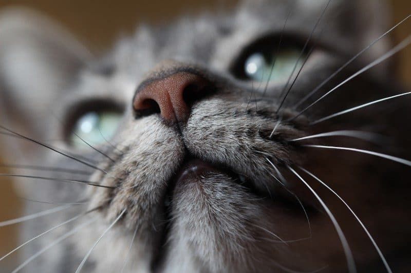 Fondos De Gato