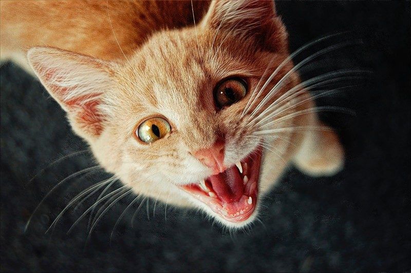 Fondos De Gato