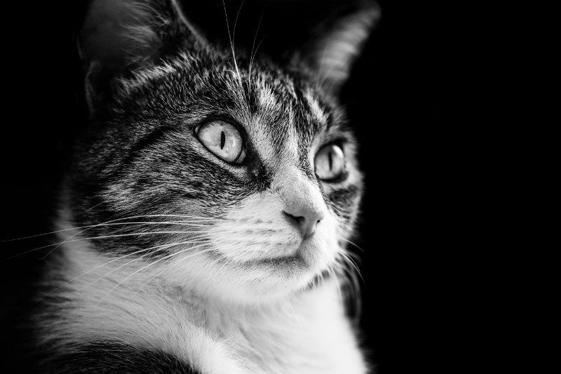 Fondos De Gato
