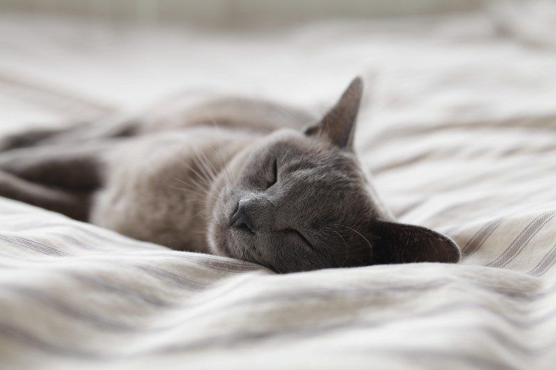 Fondos De Gato