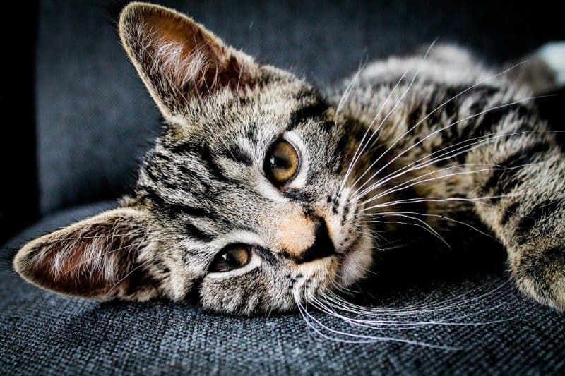 Fondos De Gato