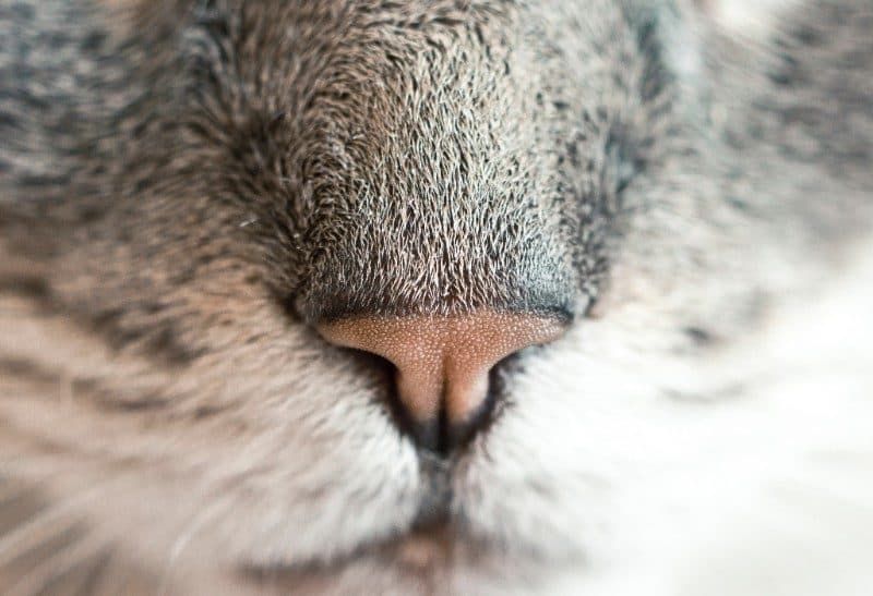 Fondos De Gato