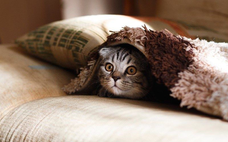 Fondos De Gato