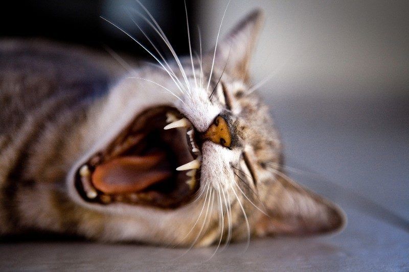 Fondos De Gato