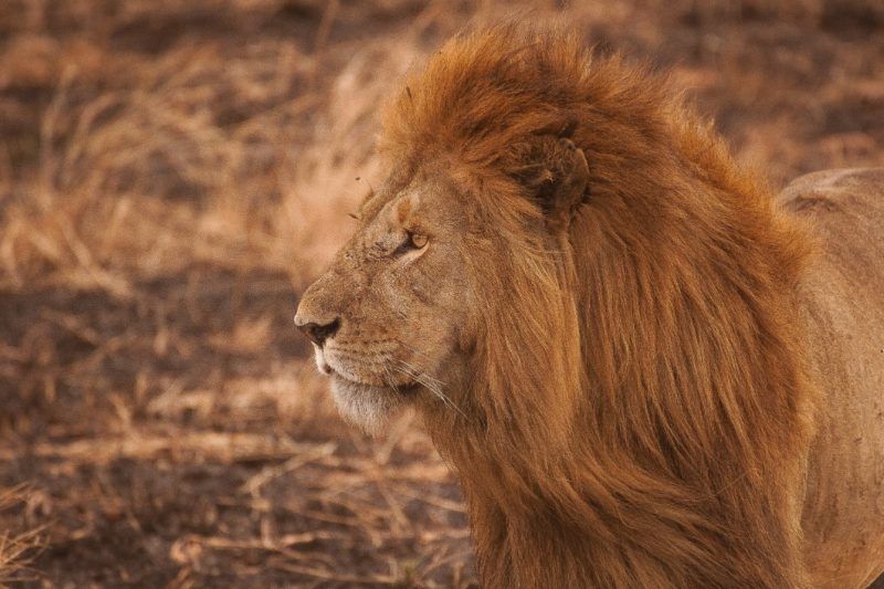 Fondos de animales