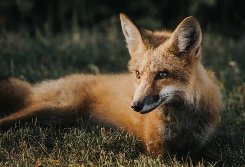 Fondos de animales