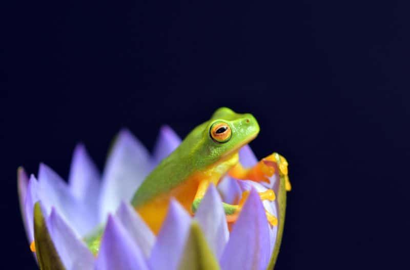 Fondos de animales