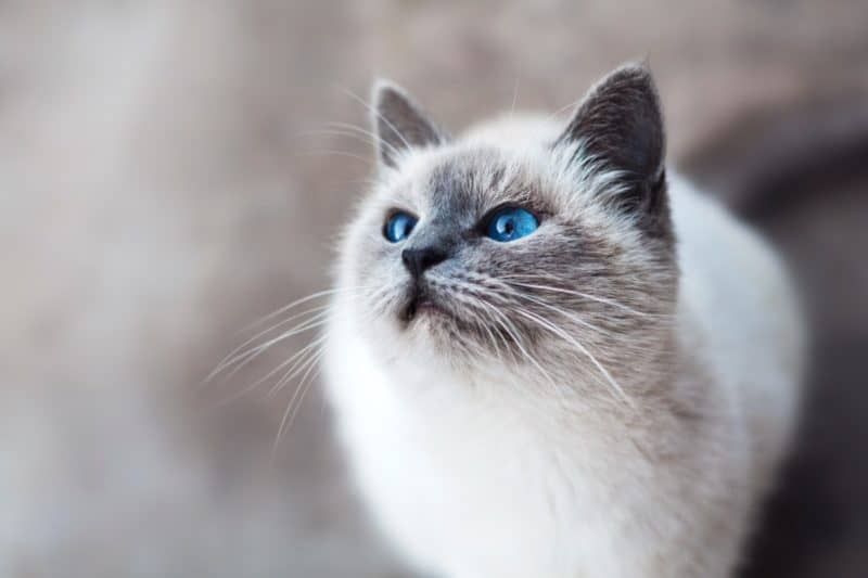 Fondos de animales