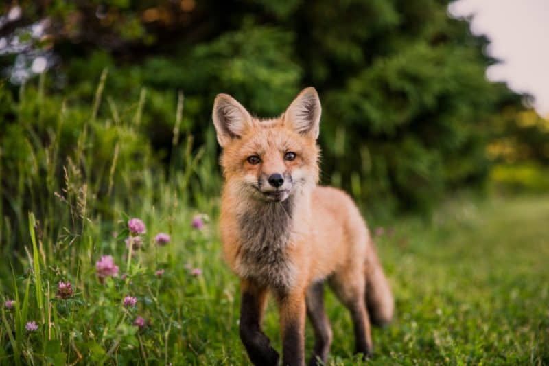 Fondos de animales