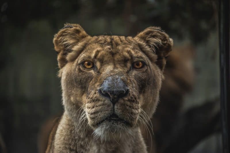 Fondos de animales