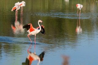 La imagen puede contener pájaro, animal, flamenco y bandada