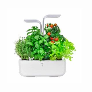 Kräuter und Tomaten im Innengarten